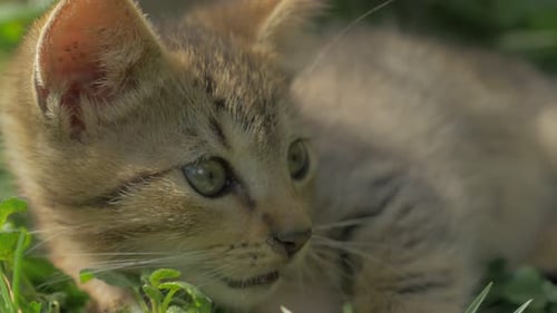 Fluffy little kitten close-up shoot of play in the grass outdoor 4K 2160p 30fps UltraHD video - Fel