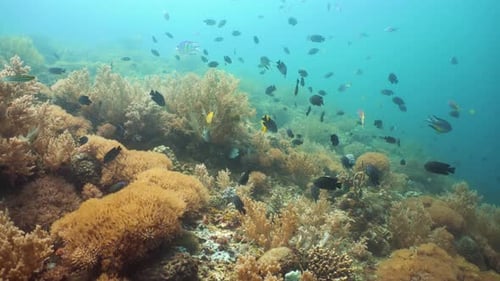 The Underwater World of a Coral Reef