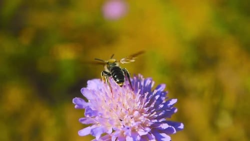 Bee Lands on Flower, Nectar Collection