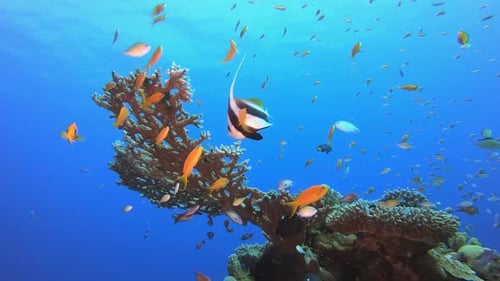 Tropical Reef Scene