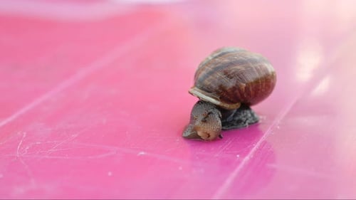 Snail On The Table, Snail Crawling The Table