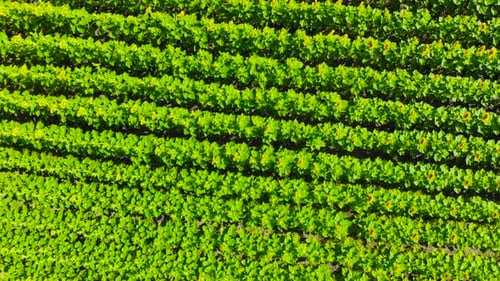 Field with Blooming Sunflowers From Copter or Drone