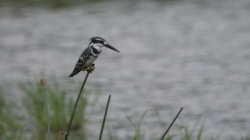 Martin-pêcheur sur un roseau autour d'un lac