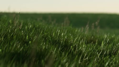 Grünes frisches Gras als schöner Hintergrund