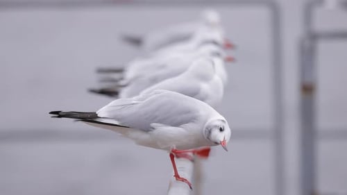 Row of Seagulls Sitting on the Fence