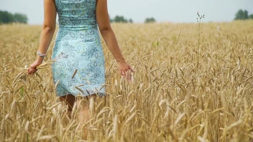 Female Hand Touching Golden Wheat Ears