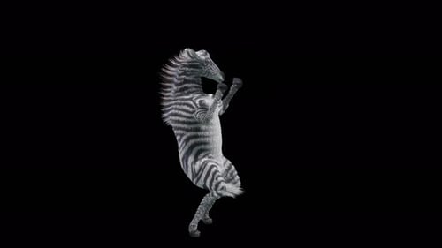 Animated Dancing Zebra on Hind Legs