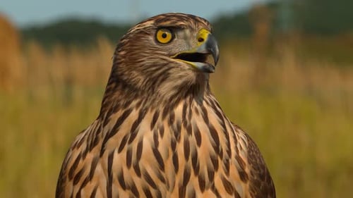 Close up of a falcon