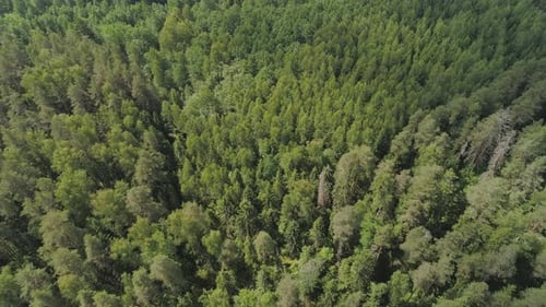 Flight Over the Green Forest