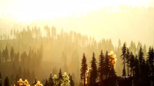 Sunlight Spruce Forest Fog Background Mountains Sunset
