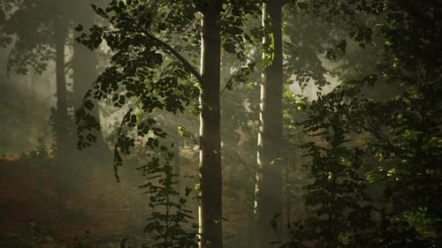 Golden Sunlight Rays Filter Through Misty Green Forest Trees