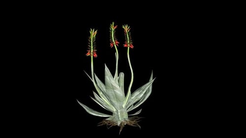 Crecimiento de aloe vera