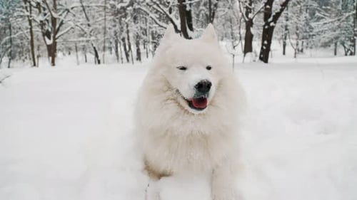 Samoyed Dog in the Park