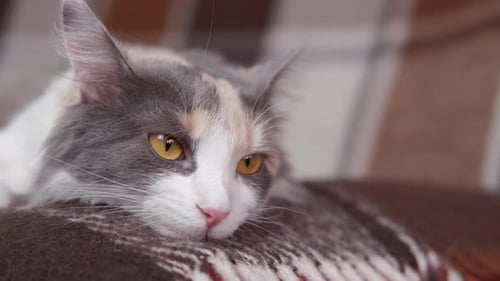 Calico Cat Resting Peacefully on a Blanket