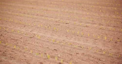 Agriculture - Young Corn Growing at Agricultural Field