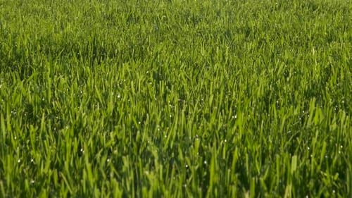 Green lawn in the sun.