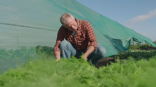 Mature man working on farm