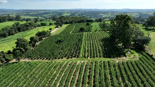Aerial View of Lush Green Farm Fields