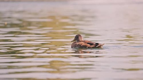 Duck Swimming and Feeding in Rippling Water