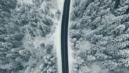Long Road Straight Through Snowy Forest in Winter