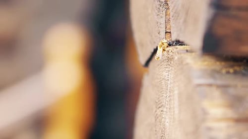 Macro, Slow Motion: The Bee Arrives, Brings Construction Material, Builds Nest