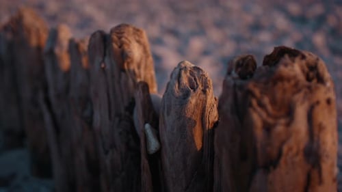 Weathered Wooden Posts On Beach