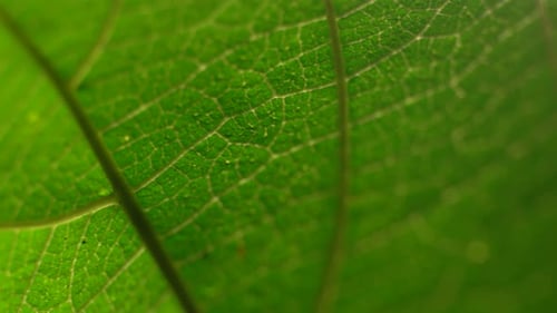 Grünes Blatt in der Natur