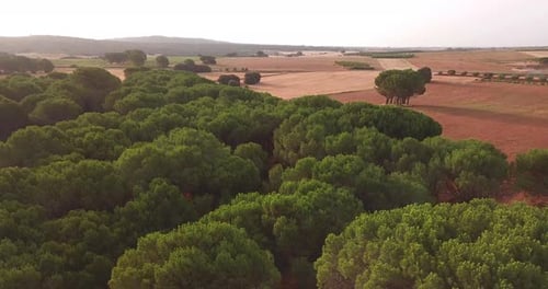 Drone flying on a misty forest nature outdoors with morning fog. Amazing landscape view from above.
