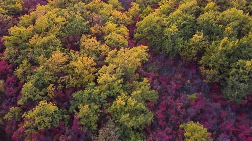 Autumn Multicolored Deciduous Forest Top View From a Quadrocopter
