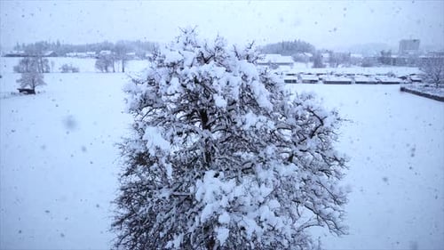 Árboles forestales cubiertos de nieve en la fría estación invernal