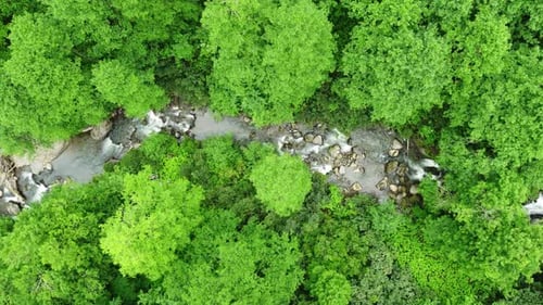 Aerial Top Down View River in Tropical Jungle Green Rainforest