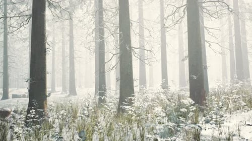 Winter Pine Forest with Fog in the Background