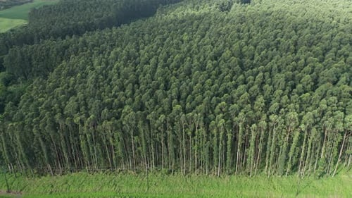 Tropischer Wald Luftbild