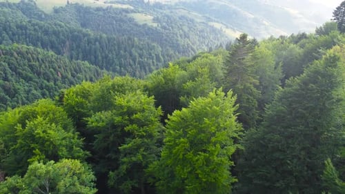 Beautiful Forest Aerial Footage