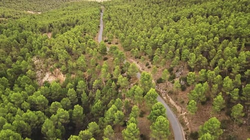 Fly Over Narrow Road In The Center Of A Forest - aerial shot