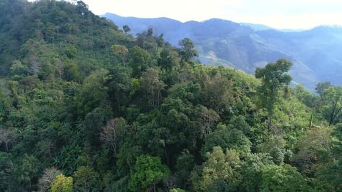 Bosque sobre montaña