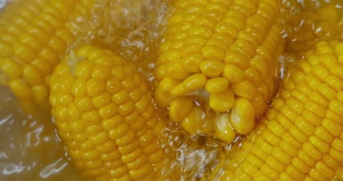 Bright Yellow Corn Boiled in Water Close Up