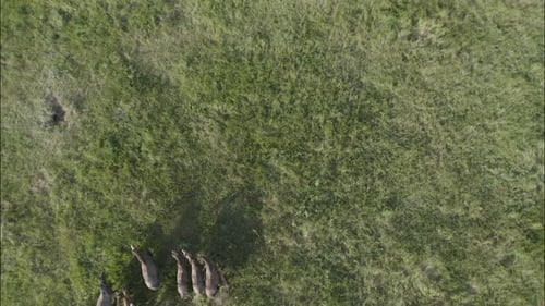 Chevaux sauvages qui courent des Mustangs sauvages sur l'herbe verte