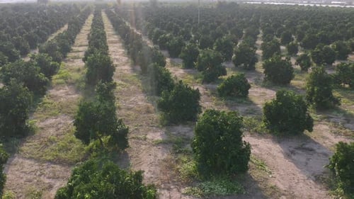Plantage mit grünen jungen Olivenbäumen, die in Reihen wachsen, aus nächster Nähe