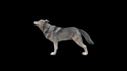 Animated Wolf Howling on Alpha Channel