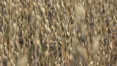 Harvesting Time of Oats