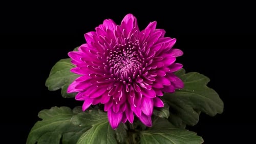 Blooming Purple Chrysanthemum on Black Background