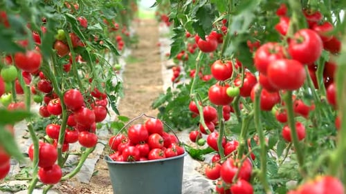 Fresh Tomatoes Harvested in Greenhouse