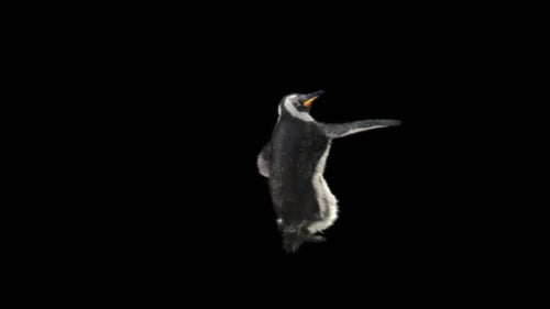 87 Penguin Samba Dancing HD