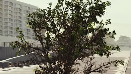 Empty Beach Car Park Spaces Covered in Asphalt