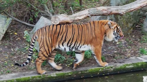 Tigre de Malaisie (Panthera tigris jacksoni)