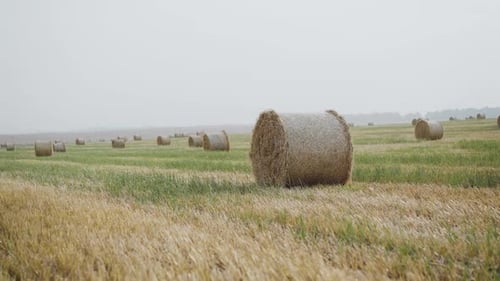 Beautiful Landscape of a Summer Spacious Windy Field with Huge Haystacks