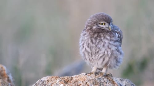 Steinkauz im natürlichen Lebensraum Athene noctua