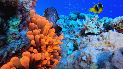 Tropical Clownfish Anemones