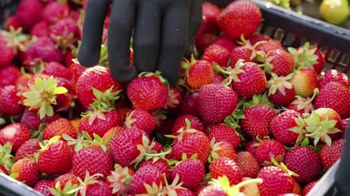 Fresh Strawberries in Crate at Harvest Time